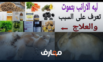 دراسة جدوي مشروع تربية البط
