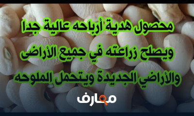 زراعة اللوبيا