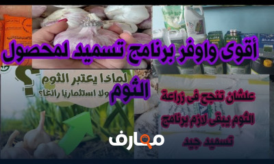 زراعة الثوم