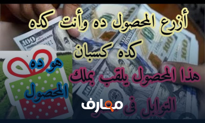 زراعة الكمون