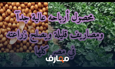 أفضل تسميد لزراعة فول الصويا