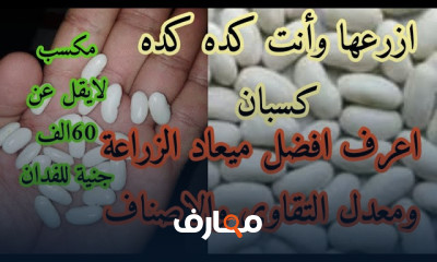 زراعة الفاصوليا