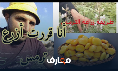 زراعة الترمس