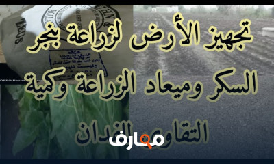 طرق زراعة بنجر السكر
