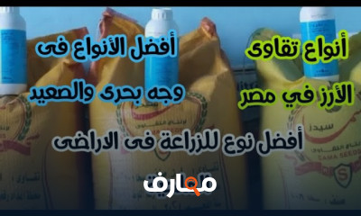 زراعة الأرز