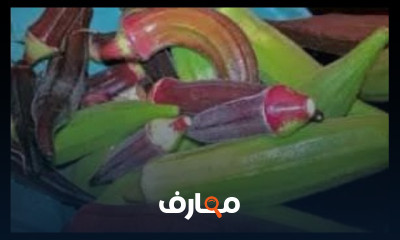 زراعة البامية