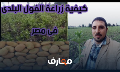 زراعة الفول البلدى
