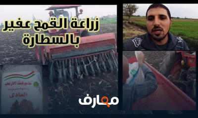 كيفية زراعة القمح