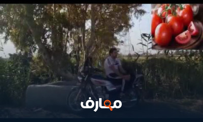 كيفية زراعة الطماطم من البداية