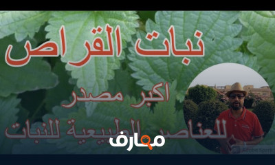 نبات القرص أو الحبيكة