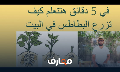 زراعة البطاطس بالمنزل