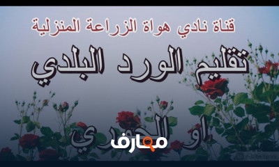 كيفية تقليم الورد الجوري