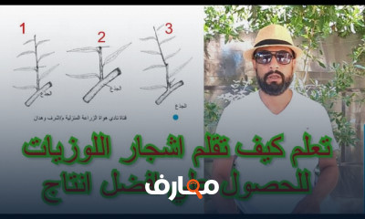 تقليم أشجار اللوزيات