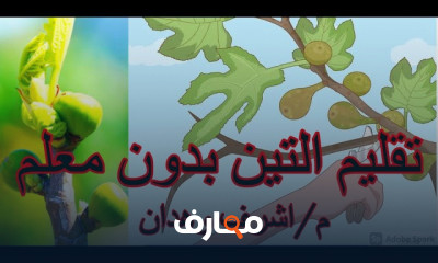 طريقة تقليم أشجار التين