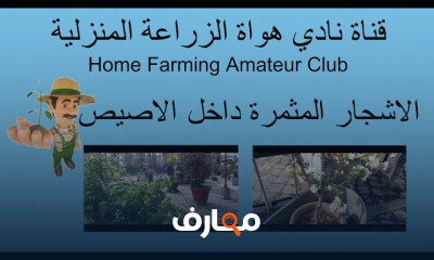 زراعة الأشجار المثمرة بالبراميل