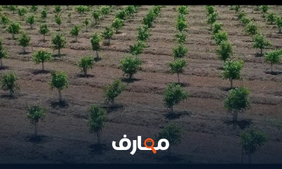زراعة وانتاج أشجار الليمون