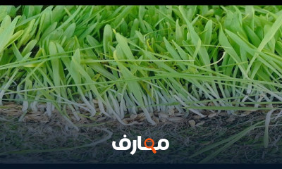 زراعة وانتاج الأزولا