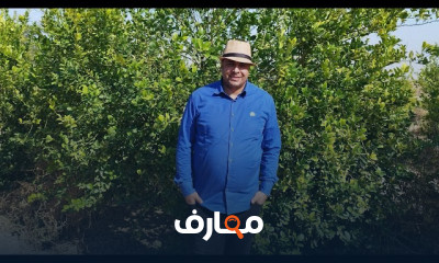 طرق زراعة وإنتاج أشجار الليمون