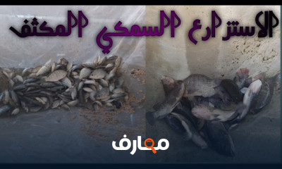 خطوات تربية أسماك البلطي