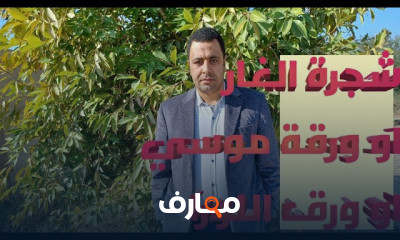 شجرة الغار أو اللورا