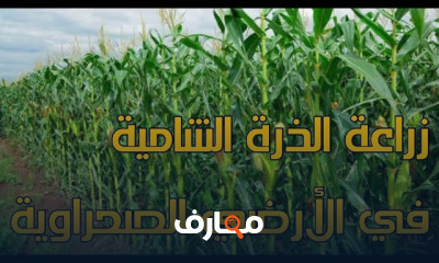 زراعة وإنتاج الذرة الشامية
