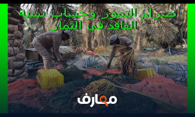 طريقة حصاد ثمار النخيل