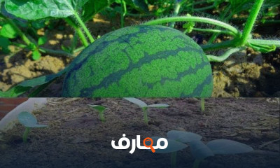 طريقه زراعة البطيخ