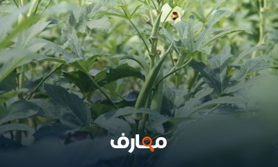 كيفية زراعه البامية
