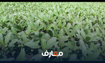 كيفية زراعه الملوخية