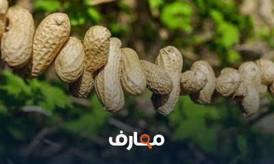 زراعة اللب الخشب