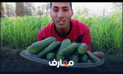 طريقه زراعة الخيار