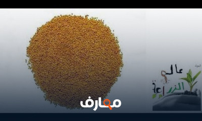 طريقه زراعة البرسيم