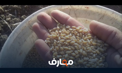كيفيه زراعة القمح