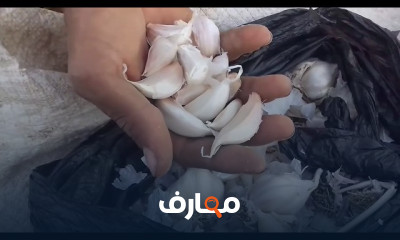 زراعة الثوم الأحمر