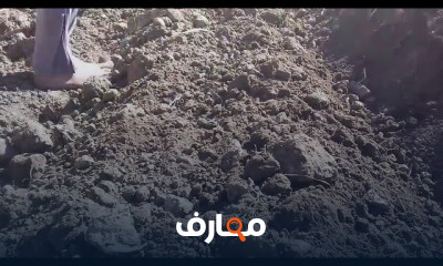 زراعه الكوسة