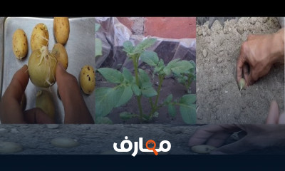 طريقه زراعة النعناع والريحان
