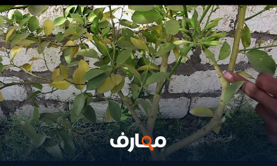 تقليم شجره الليمون والجوافة