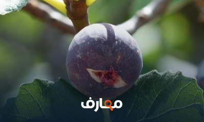 كيفيه زراعة شتلات التين