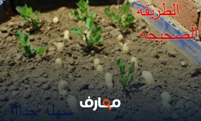 زراعة البقدونس والشبت