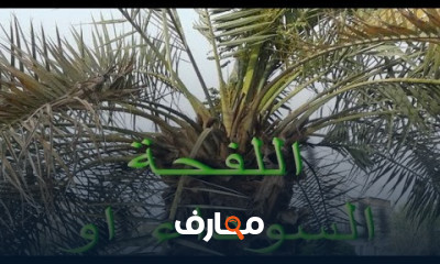 مرض الفحه السوداء في النخيل