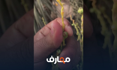 طرق تلقيح النخيل