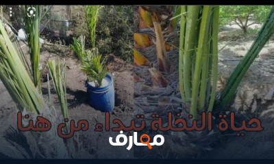 زراعة فسائل النخيل