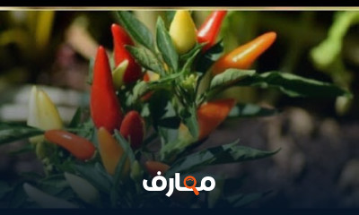 طريقة الفلفل الأحمر