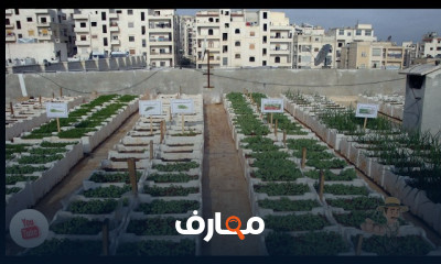 زراعة الأسطح والبلكونات