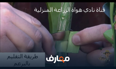 طريقة تطعيم الأشجار بالبرعم