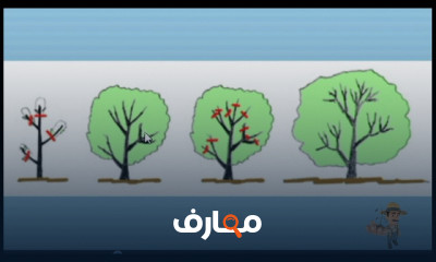 تقليم أشجار الحمضيات