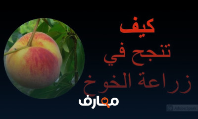 زراعة الخوخ