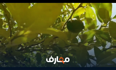 كيفية تقزم شجرة اليوسفي