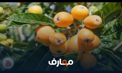 كيفية تقزم شجرة البشملة