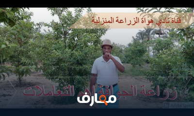 زراعة وتقليم أشجار الجوافة